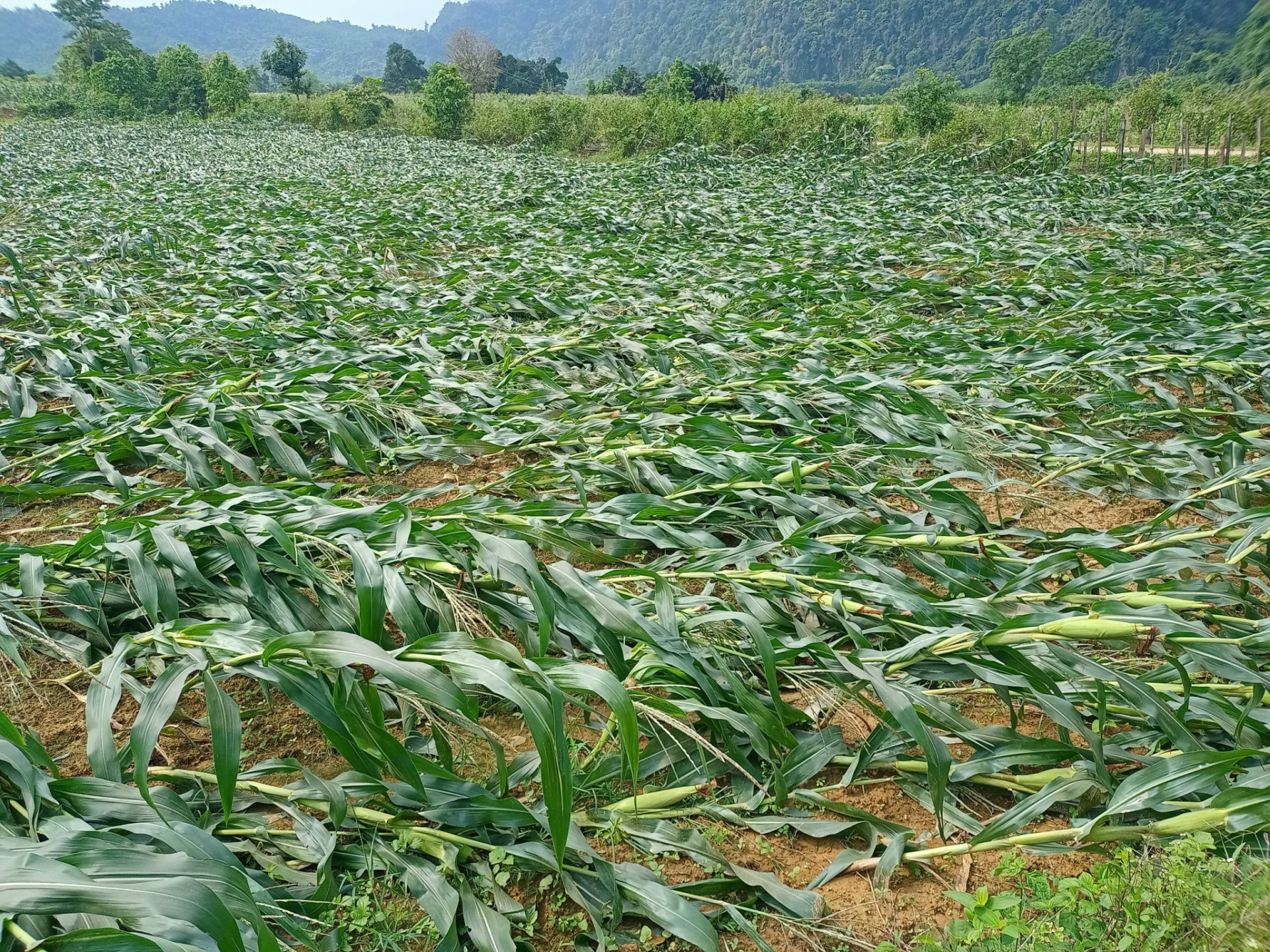 Lốc xoáy làn thiệt hại lớn diện tích ngô của bà con nhân dân xã Hóa Phúc.
