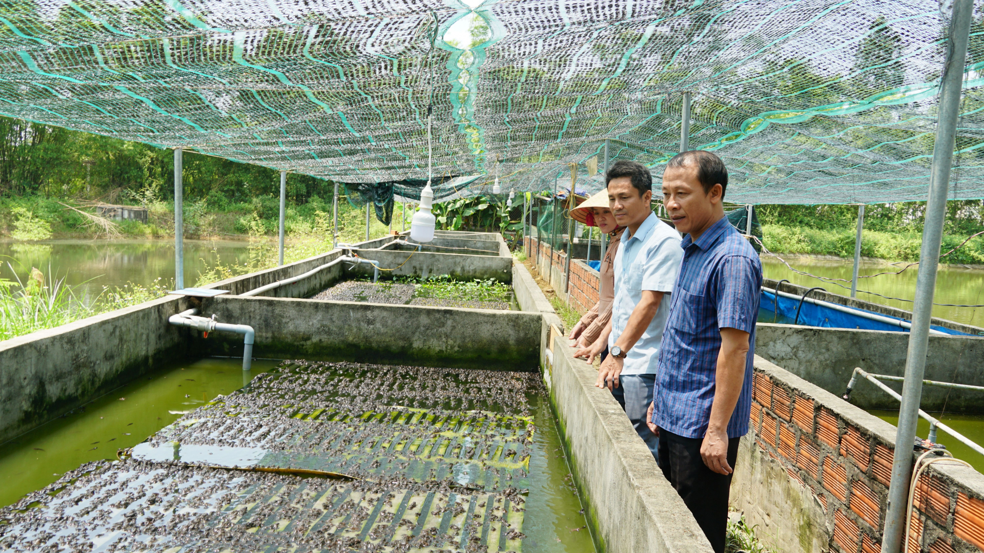 Mô hình kinh tế trang trại của gia đình đảng viên Phan Văn Ngại là địa chỉ cung cấp ếch giống tin cậy của bà con nông dân trong và ngoài tỉnh.
