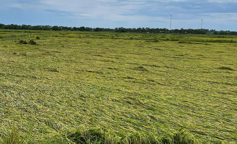 Nhiều diện tích lúa đông-xuân trên địa bàn huyện Quảng Ninh bị đổ rạp do mưa và gió lớn.