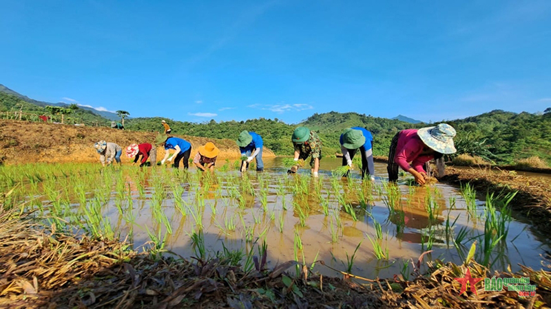 Cán bộ, nhân viên và lực lượng trí thức trẻ tình nguyện Đoàn Kinh tế-Quốc phòng 4 giúp nhân dân cấy lúa. 