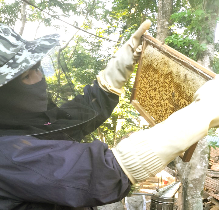 Người dân thu hoạch mật ong.