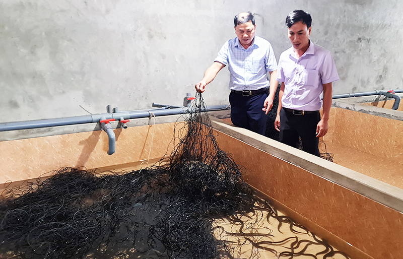 Nuôi lươn không bùn không cần diện tích lớn nhưng cho thu nhập khá cao.
