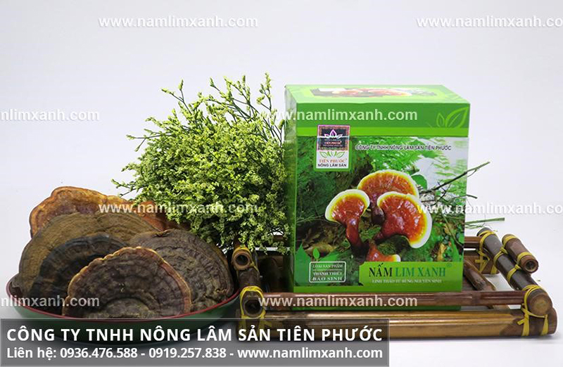 Nấm lim xanh Thanh Thiết Bảo Sinh của công ty Tiên Phước