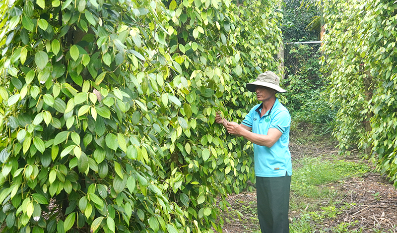 Lê Quang Hoản chăm sóc vườn tiêu hữu cơ của gia đình.