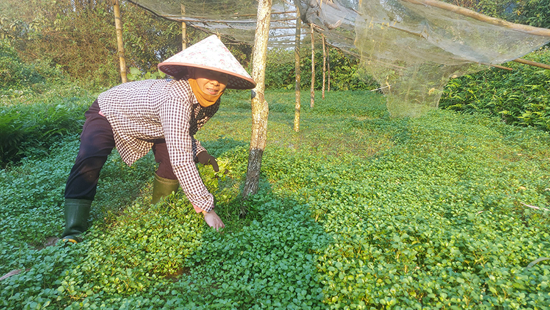 Chị Hồ Thị Lý đang hái cải xoong trên đám ruộng của gia đình.