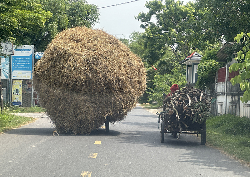 Hình ảnh  &quot;cây &quot; rơm di động.