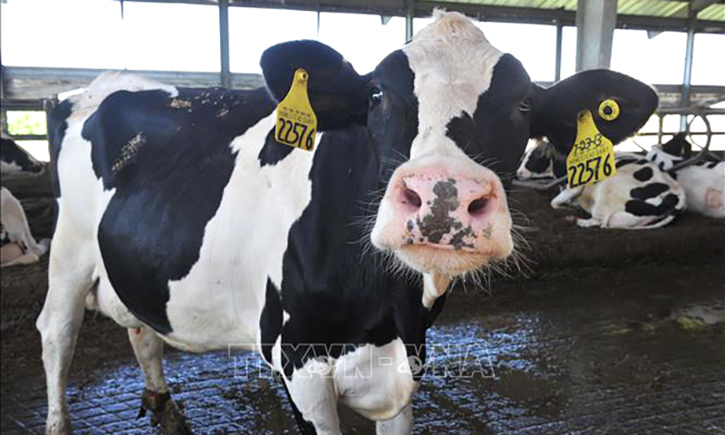 Bò sữa được nuôi tại trang trại ở Porterville, California, Mỹ. Ảnh: AFP/TTXVN