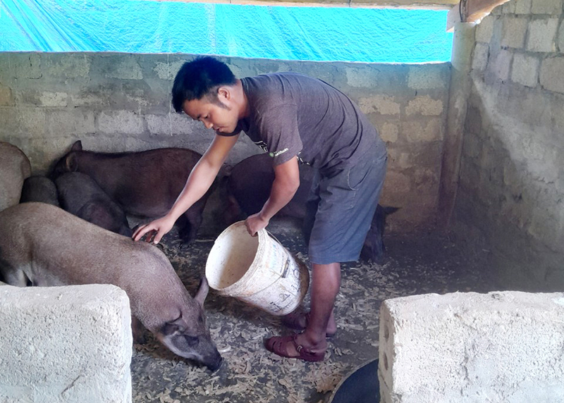 Chăn nuôi lợn đã mang lại nguồn thu nhập ổn định cho đồng bào dân tộc thiểu số.