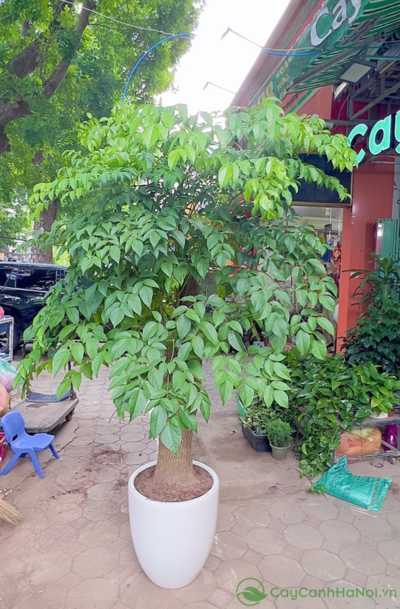 Cây hạnh phúc là món quà lý tưởng cho ngày lễ khai trường