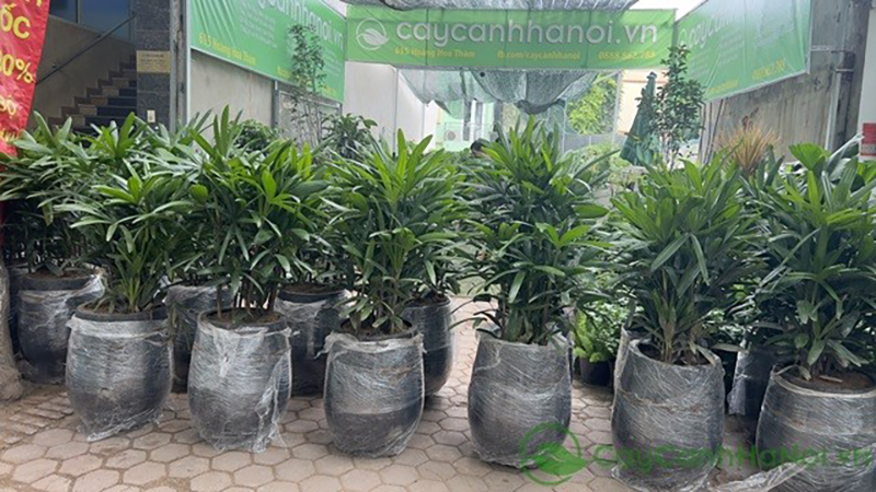 Cây trúc mây rất thích hợp trang trí trong khuôn viên trường lớp