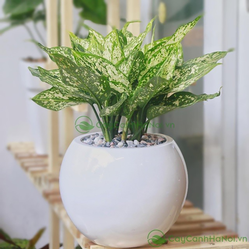 Cây ngọc ngân có hình dáng sang trọng, đẹp mắt