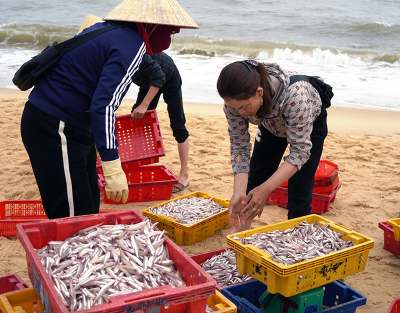 Nghề biển đem lại nguồn thu nhập ổn định cho người dân ở các làng biển.