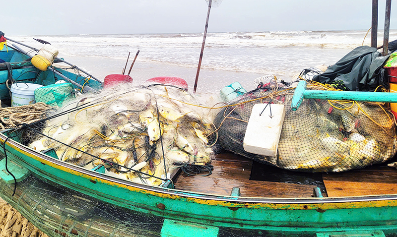 Cá chim vàng được thua mua ngay tại bến có giá 90.000đ/kg