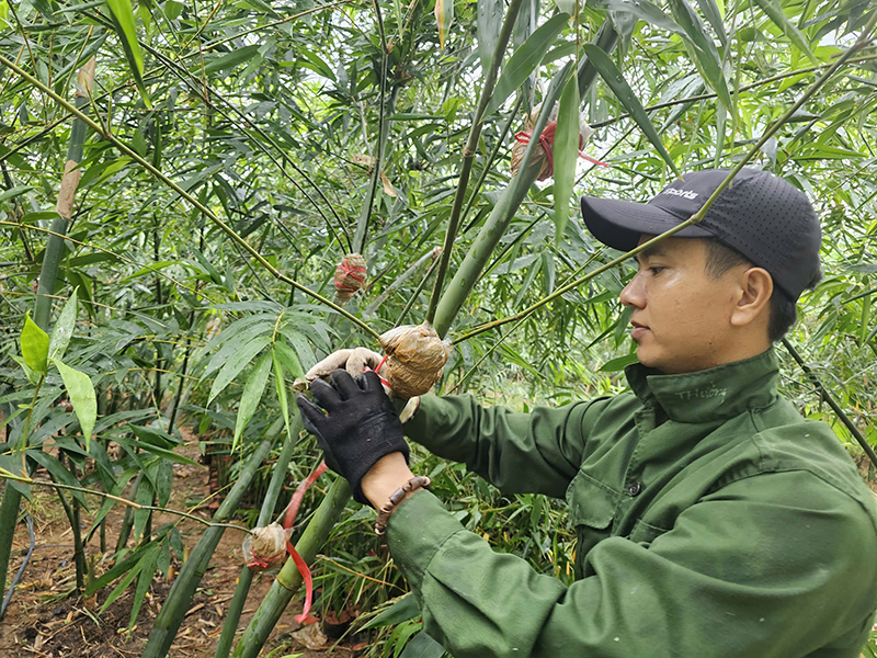 Mô hình trồng tre lục trúc được Trung tâm KN-KN tỉnh hỗ trợ thực hiện ở xã Hòa Trạch (Bố Trạch).