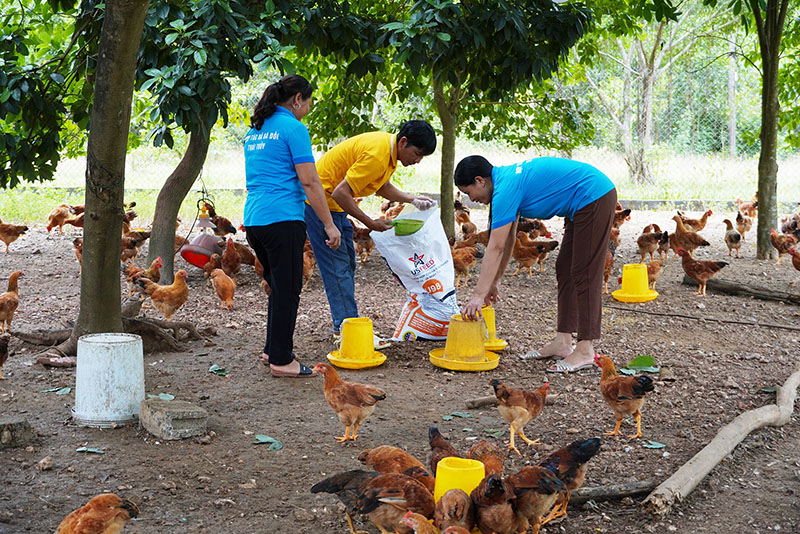 Tuy mới thành lập nhưng HTX Gà đồi Thái Thủy (Lệ Thủy) đã khẳng định được vai trò liên kết tiêu thụ sản phẩm.   