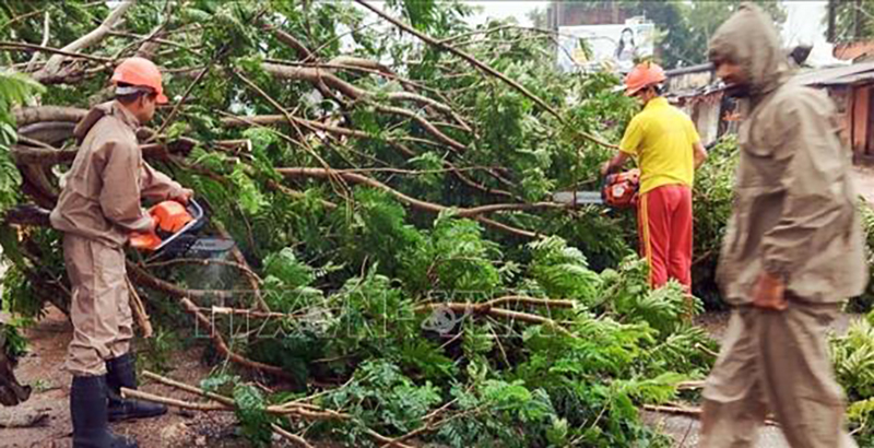 Cây cối gãy đổ do bão Dana tại Astaranga, thành phố Puri, Ấn Độ, ngày 24/10/2024. Ảnh: ANI/TTXVN