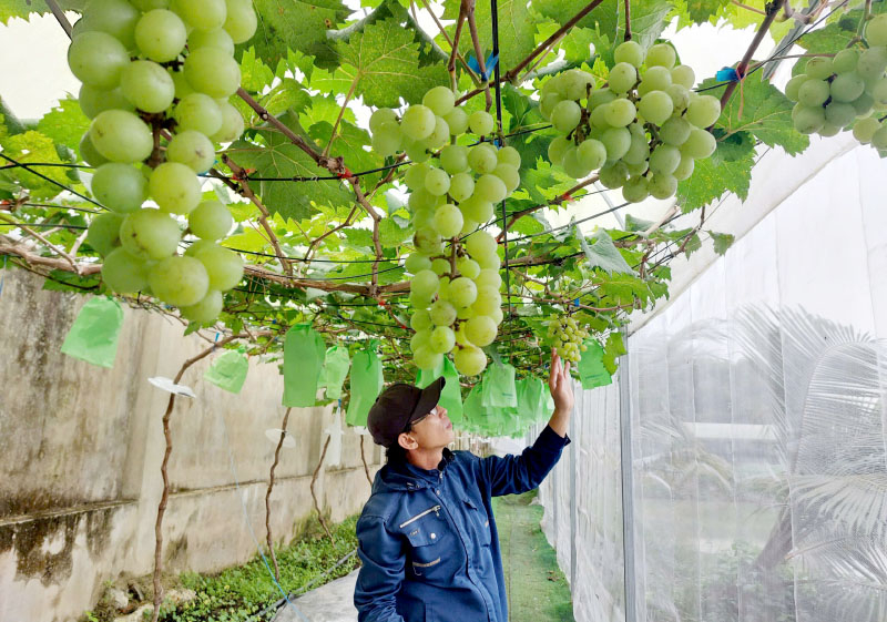 Dù thời tiết khắc nghiệt nhưng vườn nho Tâm An vẫn cho ra những chùm nho căng mọng.