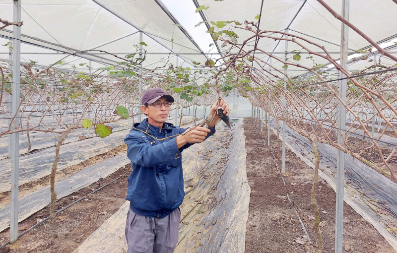 Trang trại nho Tâm An được trồng theo mô hình công nghệ cao.