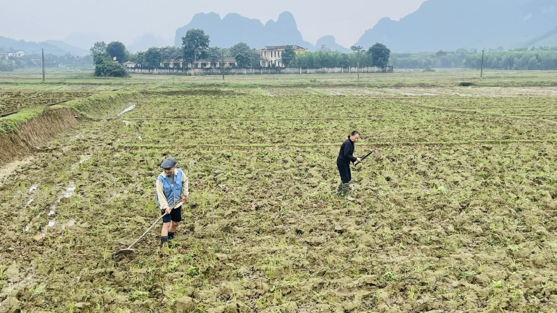 Gia đình ông Thái Văn Trên, xã Minh Hóa làm đất chuẩn bị sản xuất vụ đông-xuân