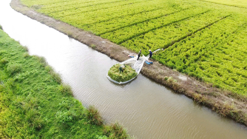 Vùng đồng ruộng trù phú của phá Hạc Hải ngày nay.