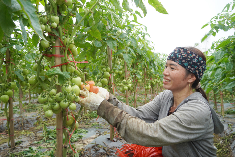 Cây cà chua trên đất Lý Nam (Bố Trạch) mang lại hiệu quả kinh tế cao.