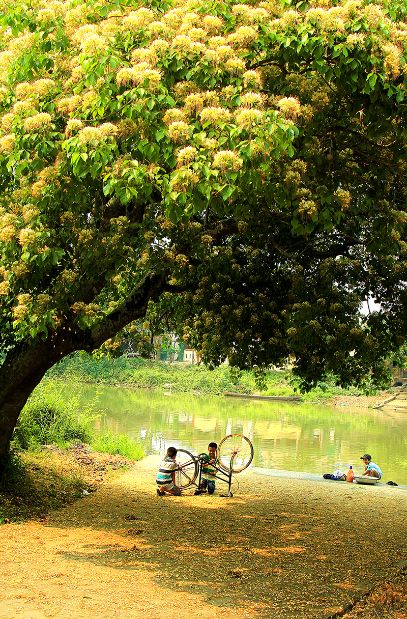 Dưới bóng nắng.