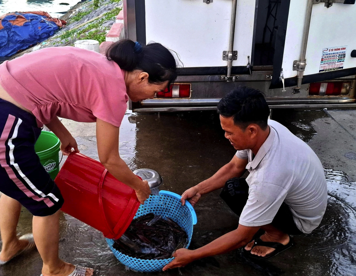 Người nhà ngư dân Nguyễn Văn Thạch đưa mực nhảy lên bờ để bán cho thương lái - Ảnh: S.H