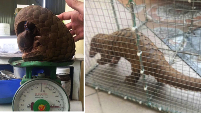 Giao nộp cá thể tê tê hơn 1,3kg