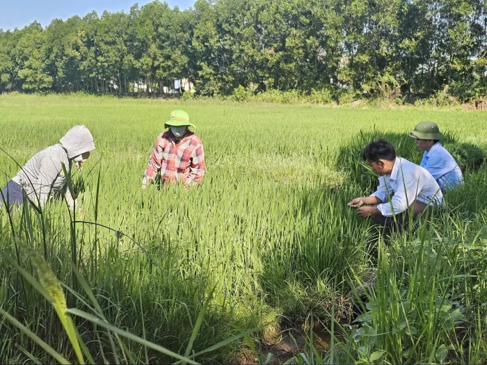 Nông dân Quảng Trị đối mặt nguy cơ mất mùa do sâu cuốn lá