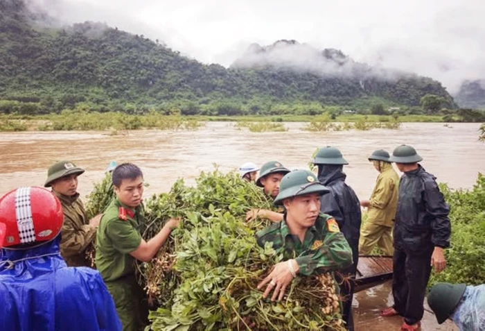 Giúp dân thu hoạch rau màu sau mưa lớn