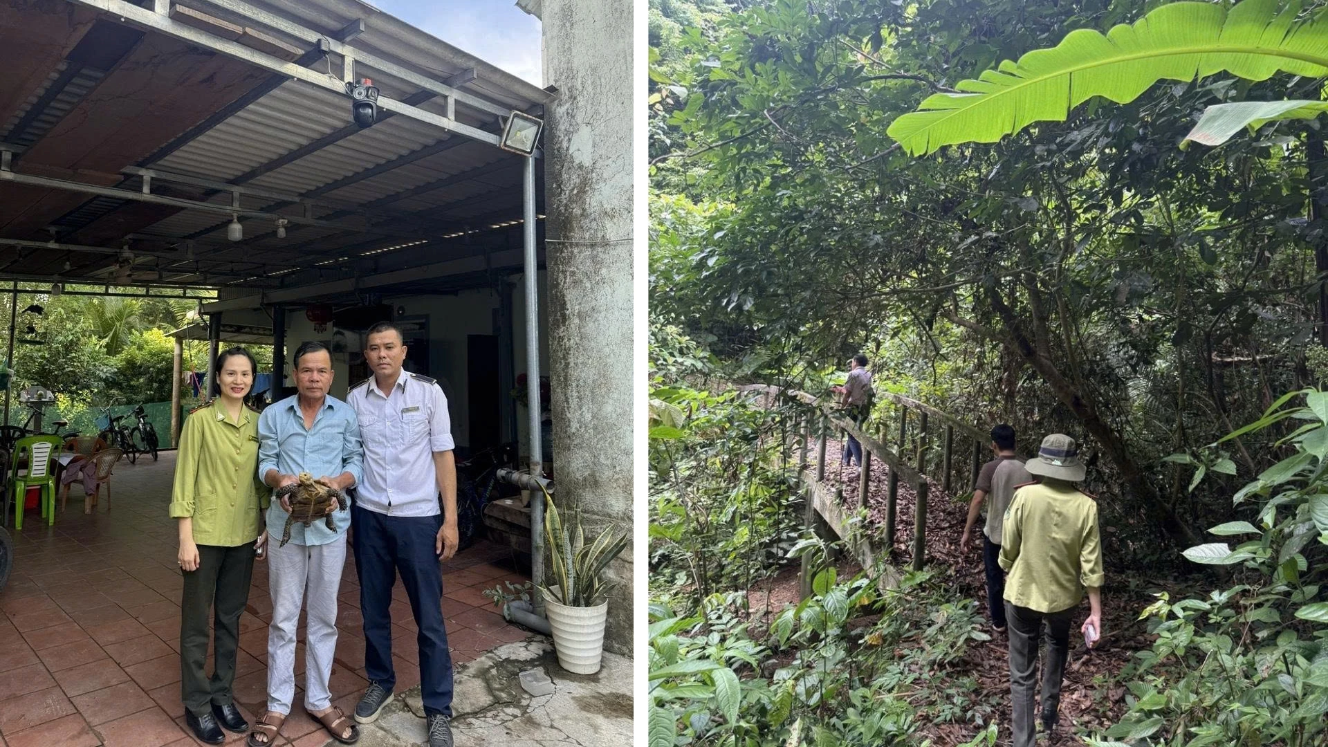 Cá thể rùa quý hiếm được người dân giao nộp đươc cơ quan chức năng thả về môi trường tự nhiên - Ảnh: L.T
