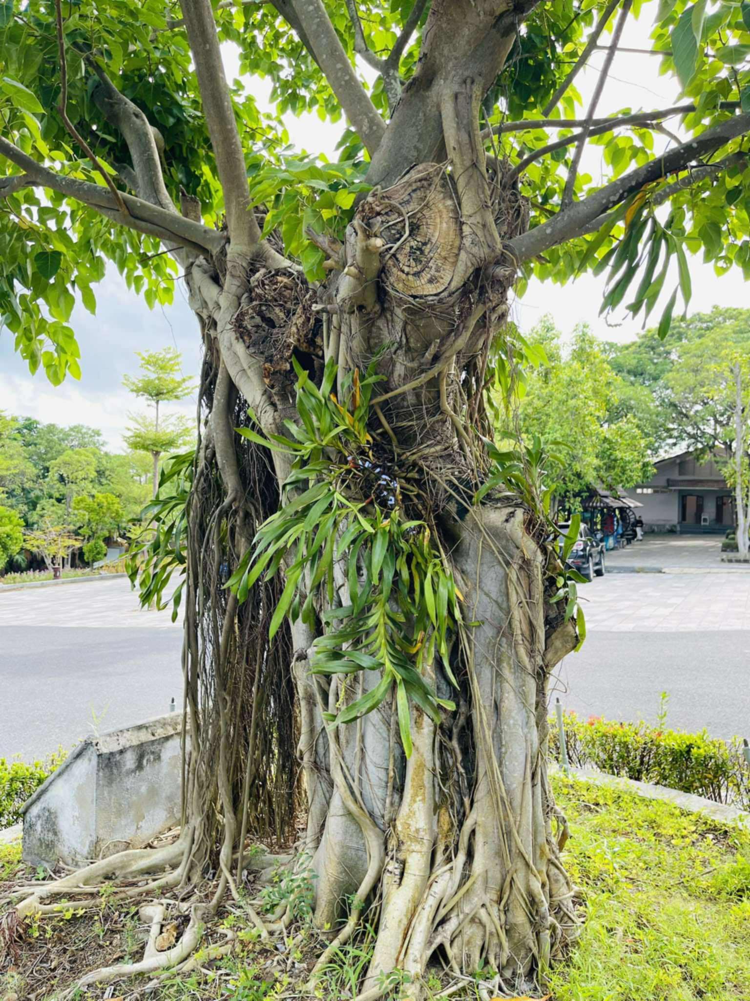 Phong lan được gắn lên cây canh  góp phần làm đẹp thêm những nơi yên nghỉ vĩnh hằng của các anh hùng liệt sĩ. Ảnh:T.T