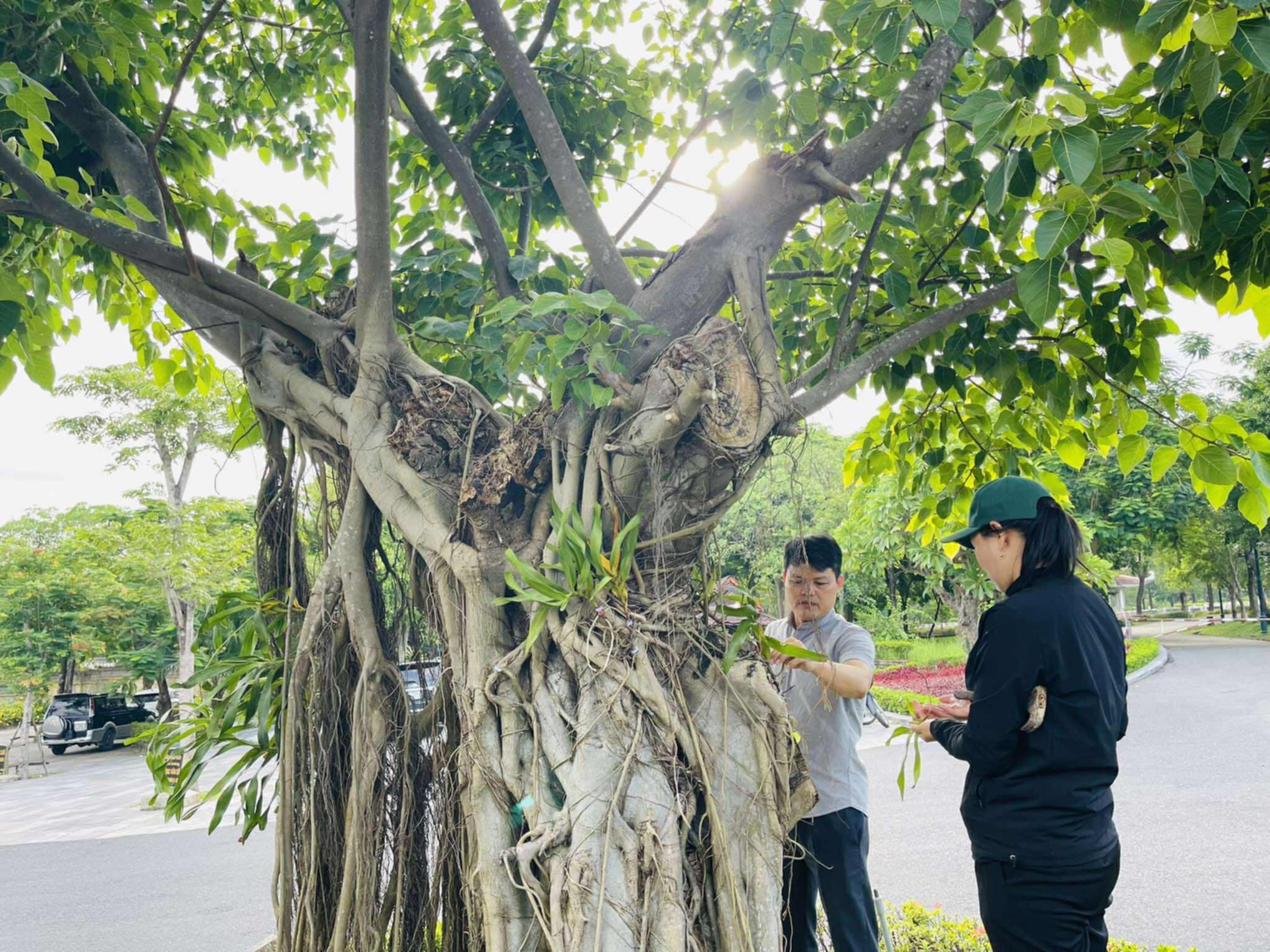 Các tình nguyện viên cẩn thận gắn hoa phong lan lên các cây xanh trong khuôn viên nghĩa trang. - Ảnh” T.T