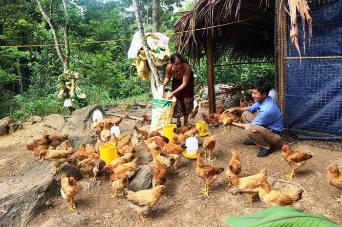 Hỗ trợ sinh kế cho đồng bào dân tộc thiểu số