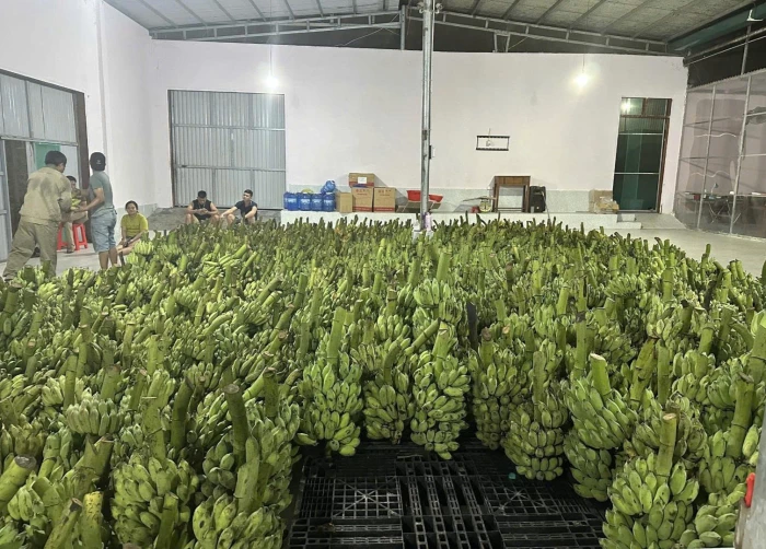 Nâng cao giá trị cho cây chuối khu vực biên giới phía Nam Quảng Trị