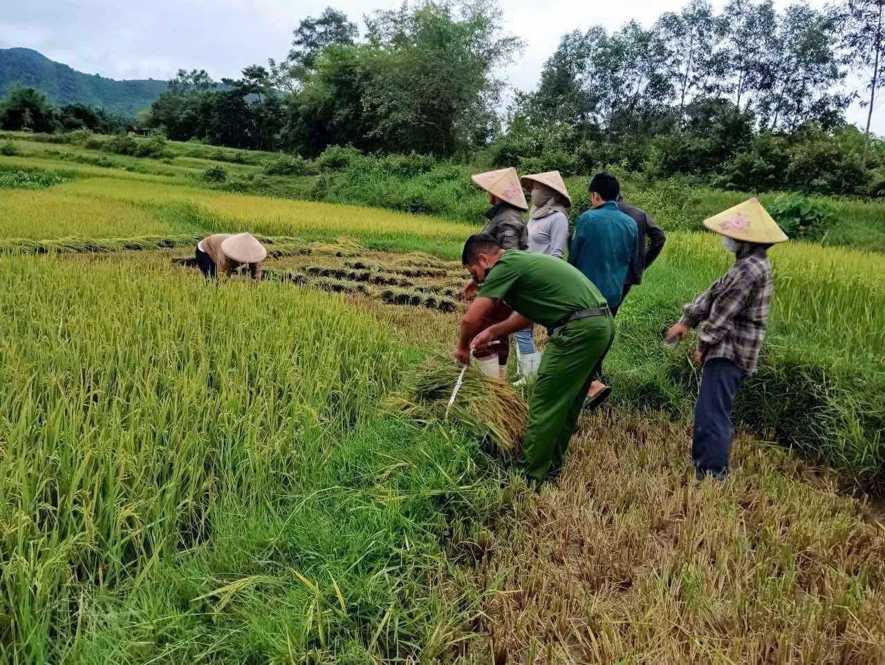 Lực lượng công an xã Tuyên Phú phụ giúp bà con thu hoạch lúa hè - thu trước bão.