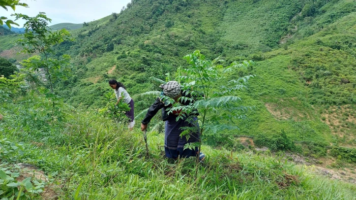 Phát triển rừng bằng giống cây bản địa