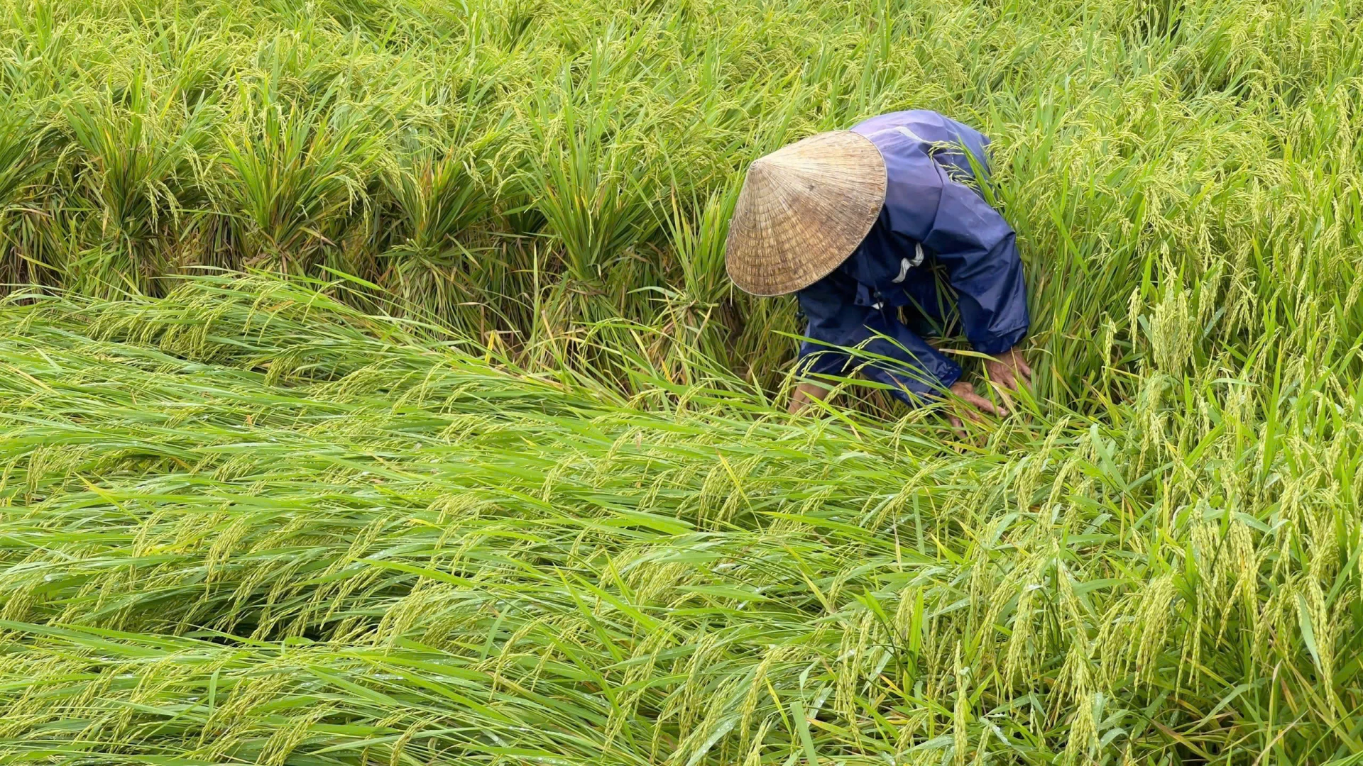 Nông dân xã Tuyên Hóa buộc lúa thành từng cụm nhỏ, giúp cây đứng thẳng để giảm thiệt hại -Ảnh: T.H
