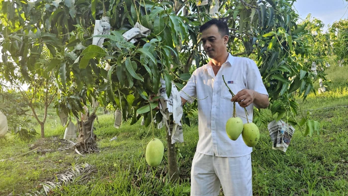 Khởi nghiệp từ giống xoài Tứ Quý