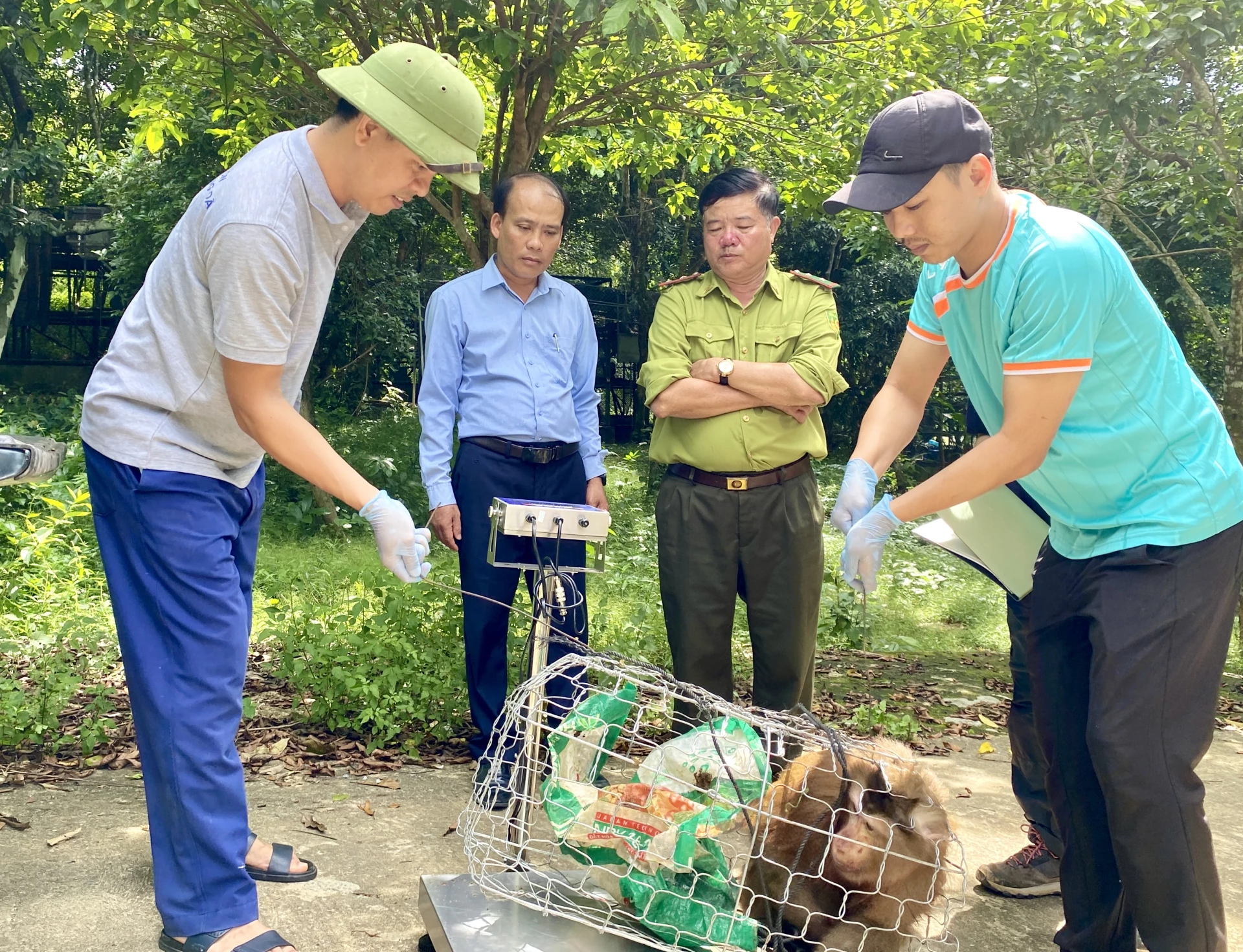 Trung tâm Cứu hộ, bảo tồn và phát triển sinh vật tiếp nhận cá thể khỉ đuôi lợn - Ảnh: H.N