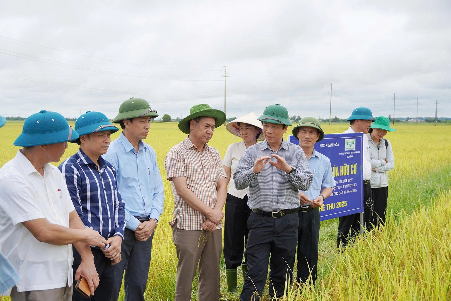 Phó Chủ tịch Thường trực UBND tỉnh Hoàng Nam chỉ đạo nhân rộng diện tích lúa hữu cơ  - Ảnh H.N