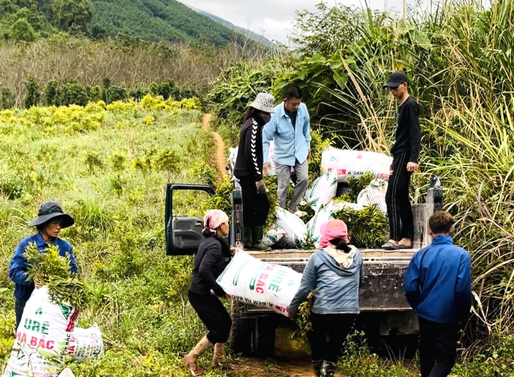 Cơ sở sản xuất tinh dầu tràm, sả “Cô Nguyệt” thu mua nguyên liệu tràm dầu - Ảnh: H.TR
