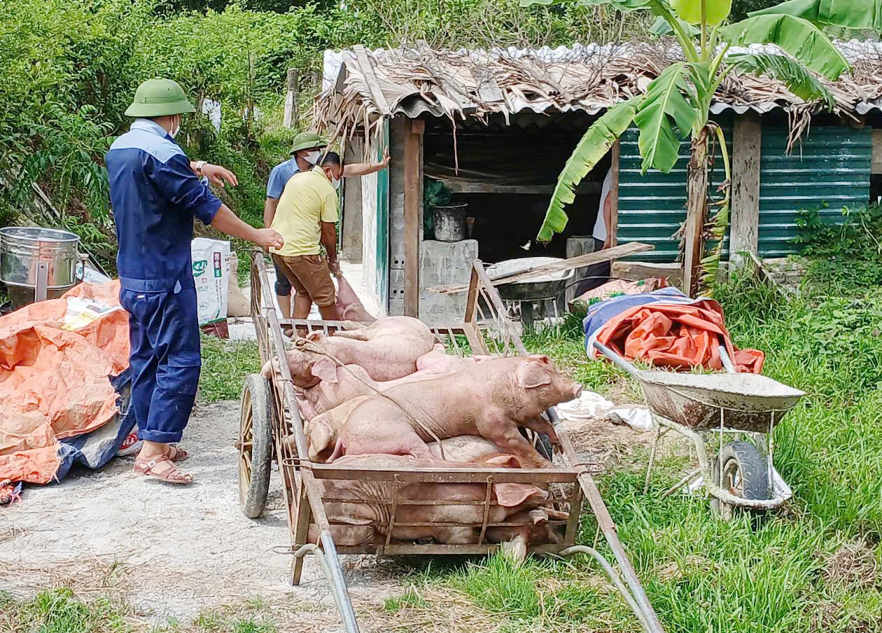 Các lực lượng xã Tuyên Sơn đưa lợn bệnh đi tiêu hủy.