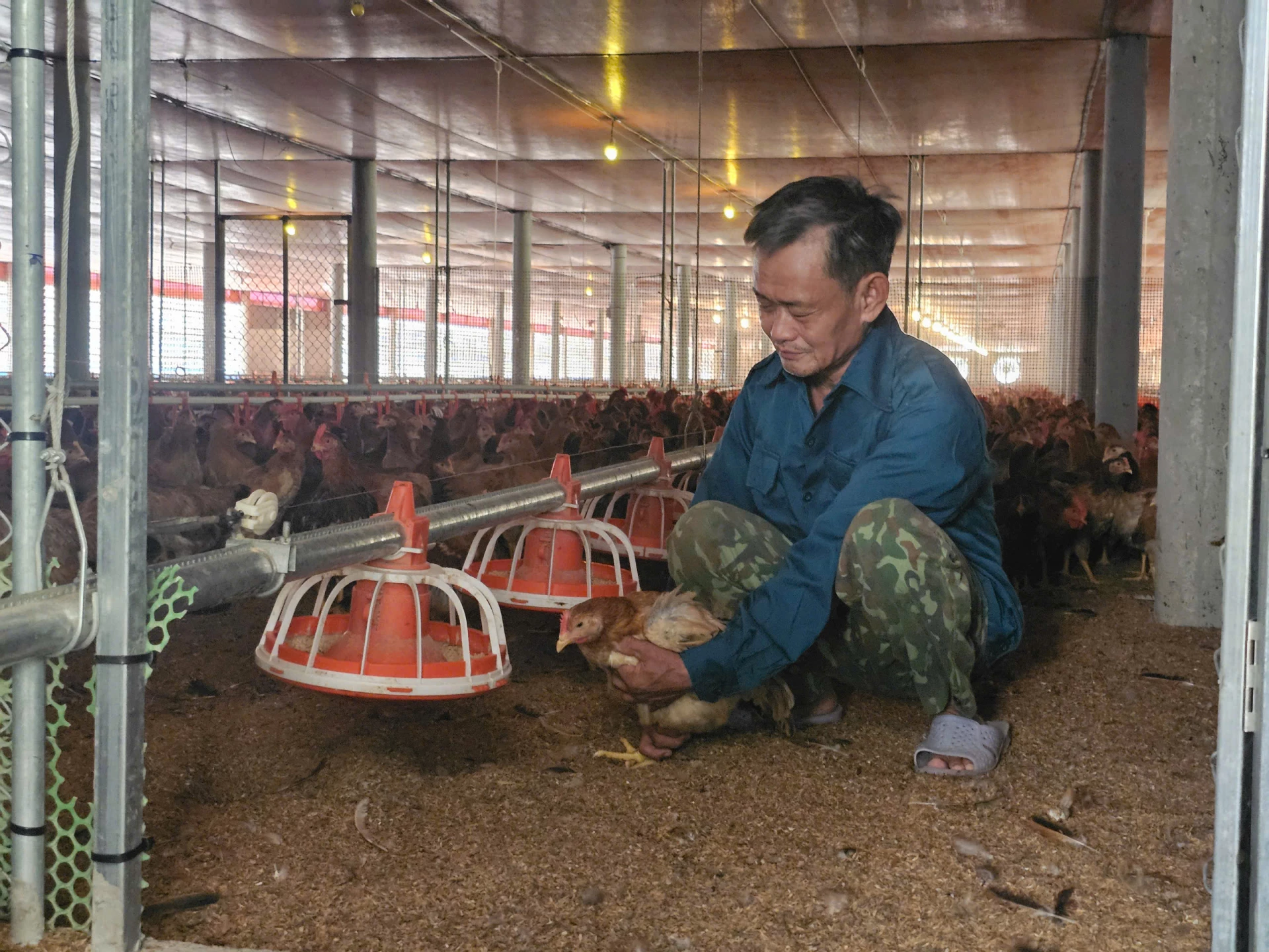 Việc phòng, tránh dịch bệnh cho đàn gia cầm được ông Khoa thực hiện nghiêm ngặt - Ảnh: T.P