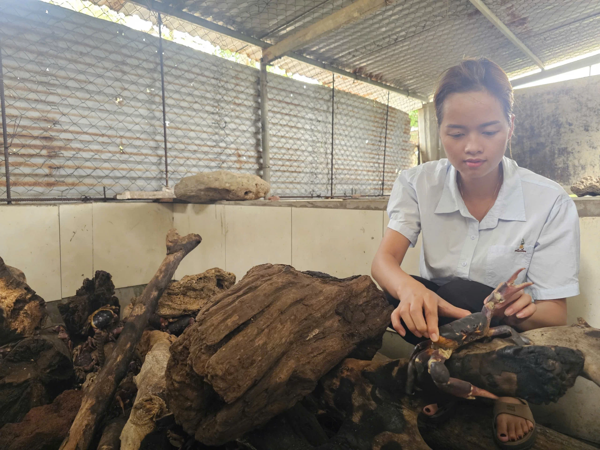 Mô hình cua đá được đánh giá sẽ mở ra triển vọng phát triển kinh tế mới tại đặc khu Cồn Cỏ- Ảnh: T.P