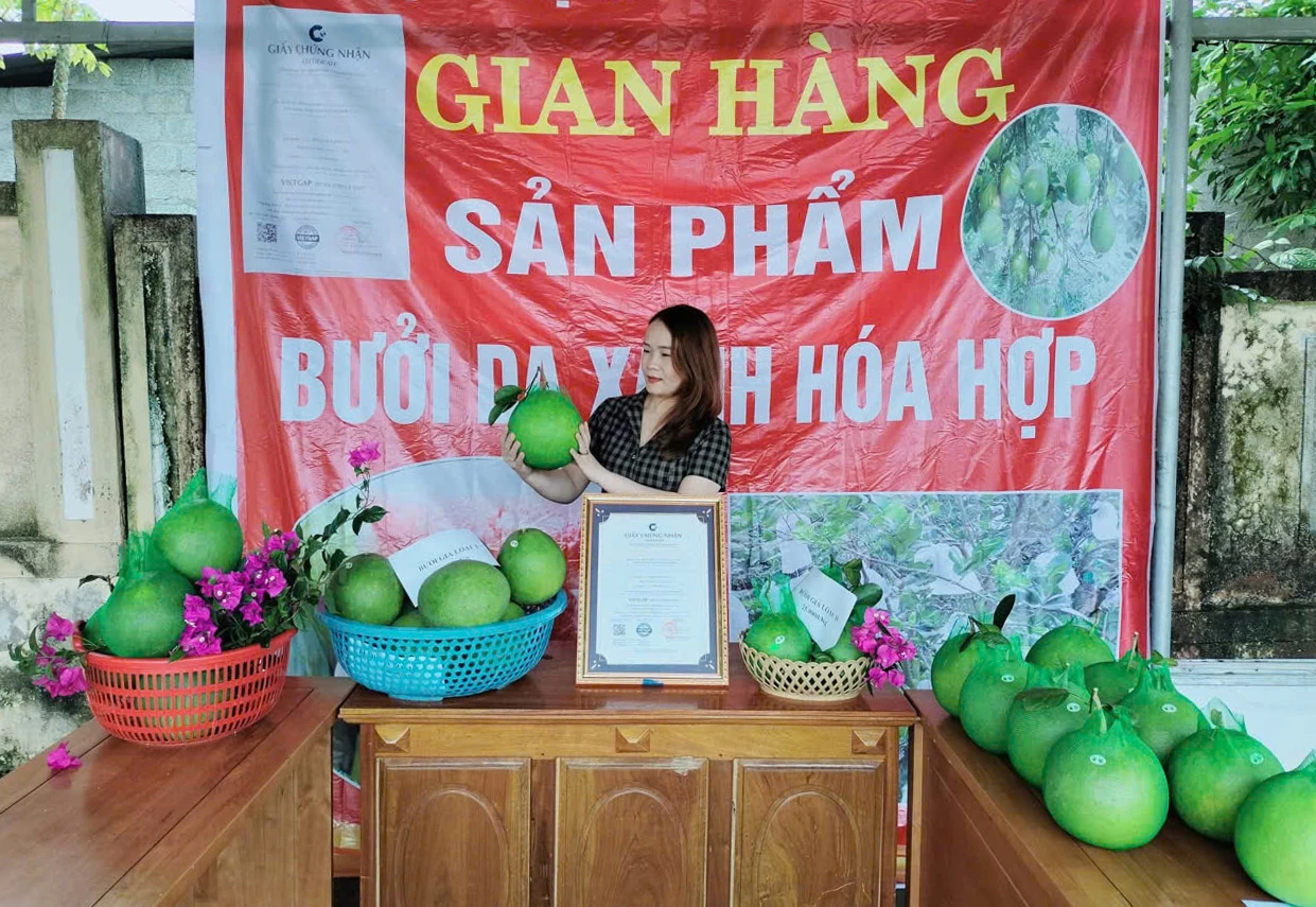 Bưởi da xanh Hóa Hợp được trưng bày tại một hội chợ - Ảnh: X.V