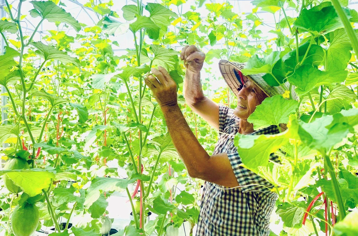 Mô hình trồng dưa trong nhà lưới của ông Lê Ngọc Phúc ở thôn Văn La, xã Quảng Ninh - Ảnh: L.C