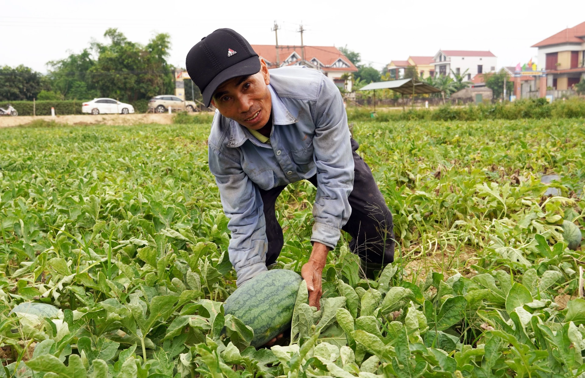 Người dân xã Quảng Ninh mạnh dạn chuyển đổi cơ cấu cây trồng để tăng thu nhập - Ảnh: L.C