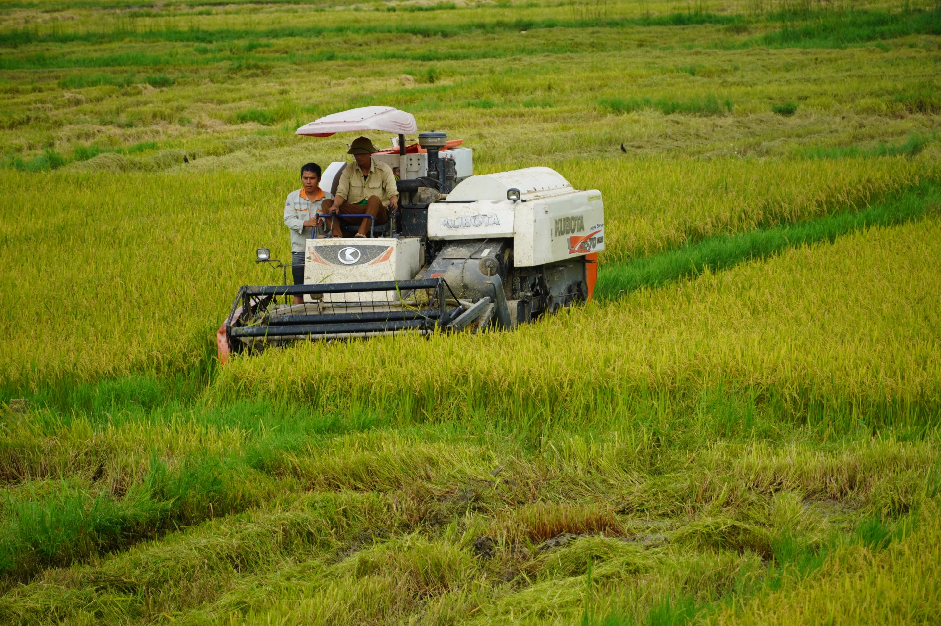 Nông dân tranh thủ thời tiết thuận lợi để thu hoạch lúa - Ảnh. T.H