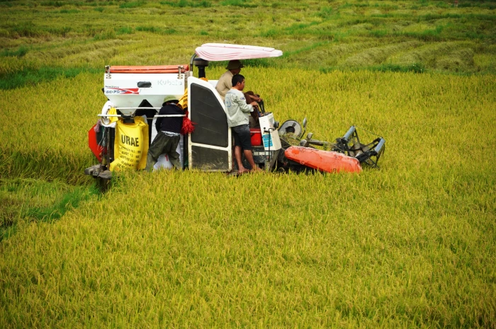 Gấp rút thu hoạch lúa hè - thu trước khi bão số 10 đổ bộ